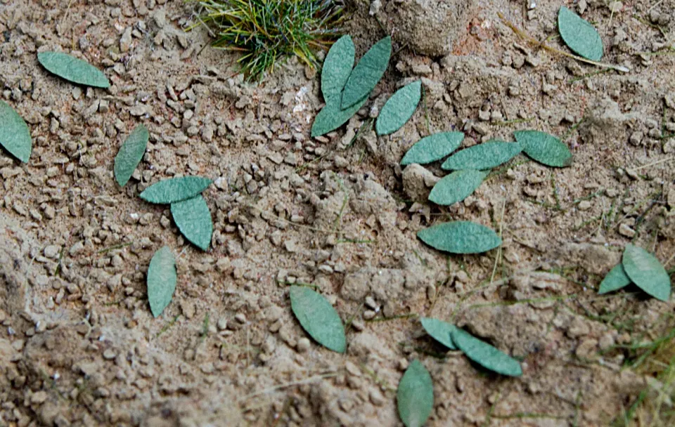 Albion Universal – green végétation miniature verte 1 pièce
