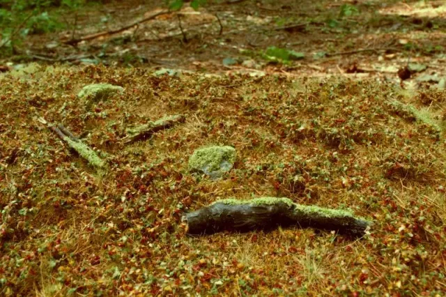 Albion Forest Base Late Summer socle miniature forêt