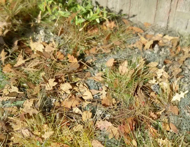 Albion Leaves European Mixture 1:35 feuilles miniature