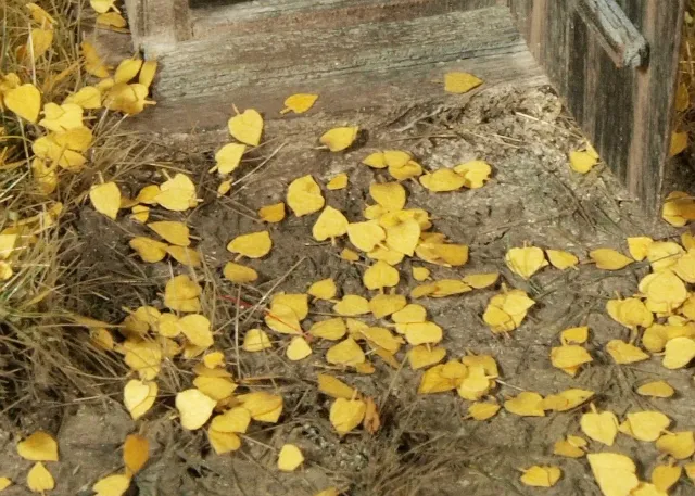 Albion Linden – dry leaves feuillage sec miniature