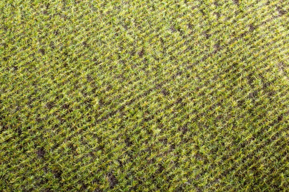 Albion Spring field décor de diorama prairie