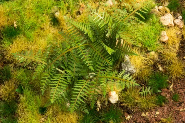 Albion Bracken Fern 1:35 fougère miniature 1 pièce
