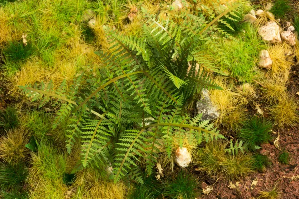 Albion Bracken Fern 1:35 fougère miniature 1 pièce