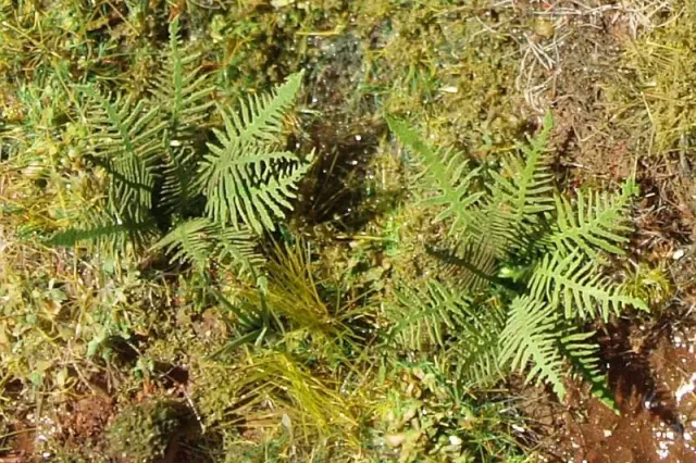 Albion Fern fougère de diorama 1 pièce végétation