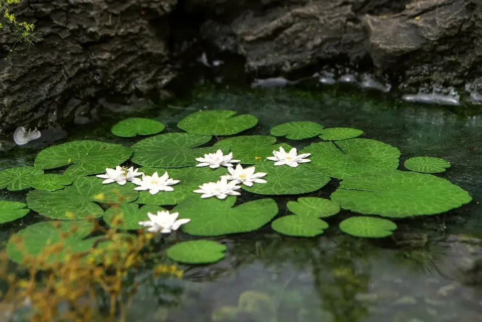 Albion Model Scene Waterlily 1:35 nénuphar miniature