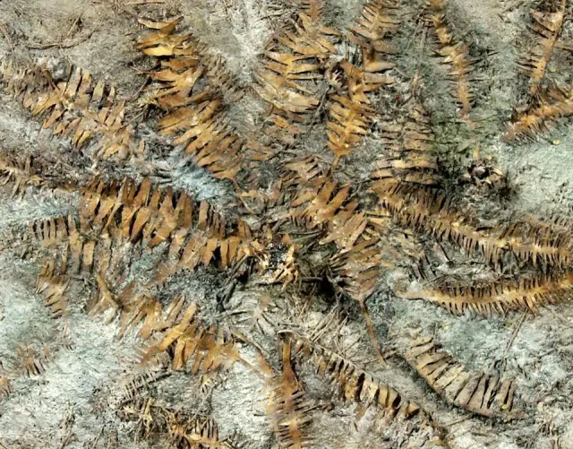 Model Scene VG7-040 feuilles bananier diorama séchées