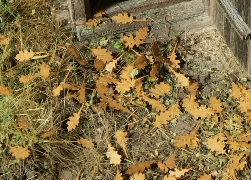 Albion Oak – dry leaves feuilles mortes diorama 1 pièce chêne