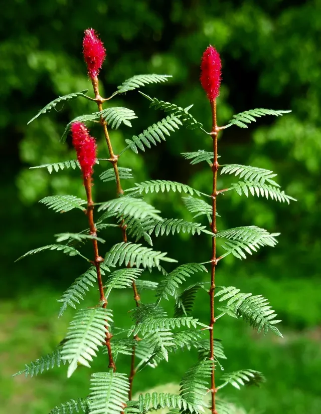 Model Scene Sumac VG3-018 végétation miniature 1:35