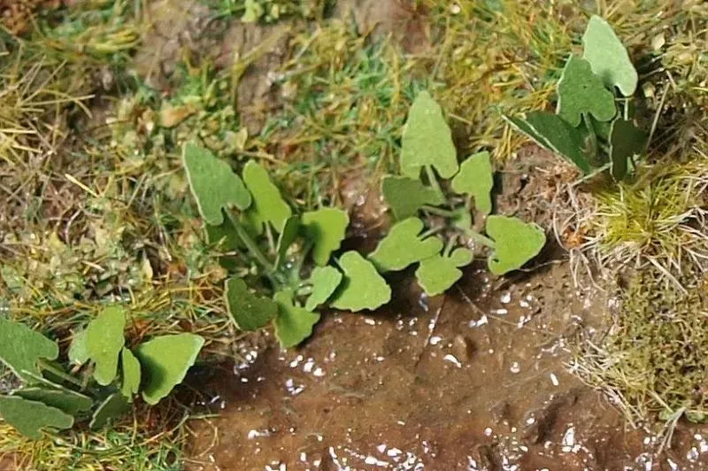 Albion Burdock plante de diorama 1 pièce végétation