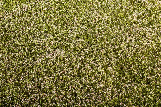 Albion Clover blooming végétation miniature 1 pièce trèfle fleuri