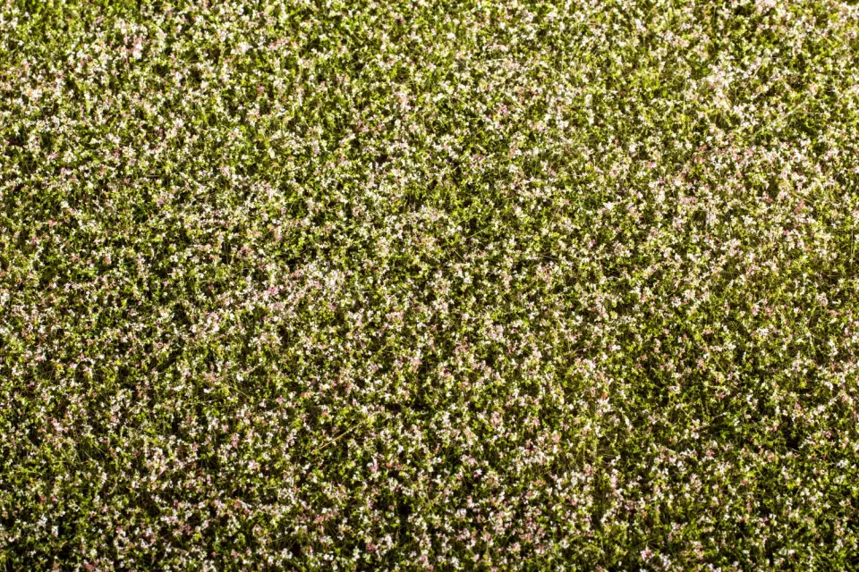 Albion Clover blooming végétation miniature 1 pièce trèfle fleuri