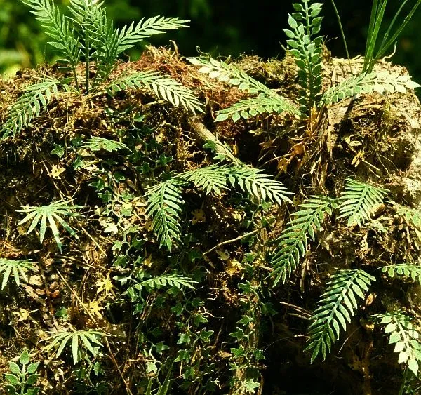 Model Scene Jungle VG3-032 set 2 végétation jungle