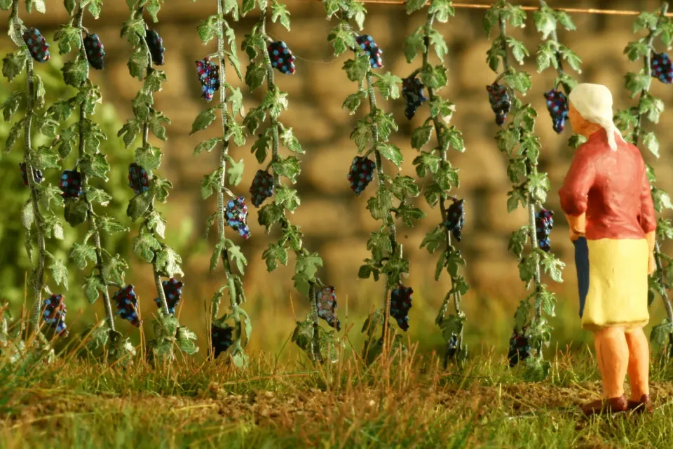 Albion Model Scene Grapevine vigne miniature