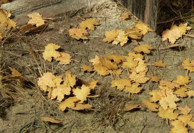 Albion Maple – Extra colours, autumn arbre miniature érable automnal