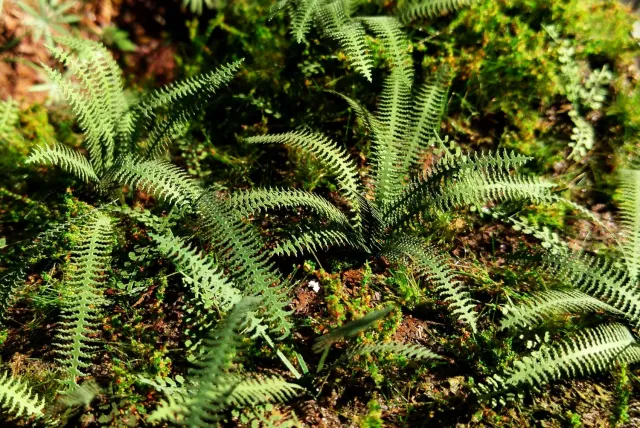 Albion Model Scene Tropical Fern fougère 1:35/1:48 1 pièce tropicale