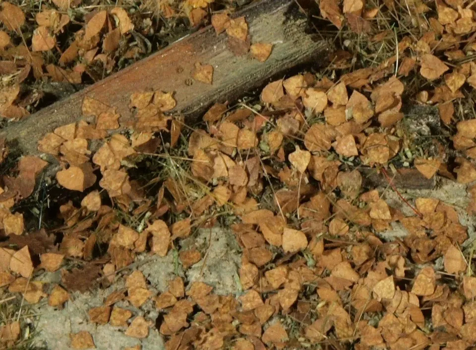 Albion Birch bouleau automne arbre miniature