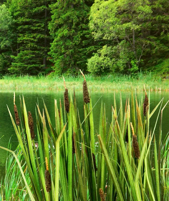 Model Scene Bulrush roseaux miniatures pour diorama