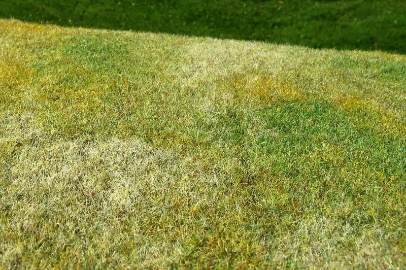 Albion Cut Meadow – Late summer prairie miniature 1 pièce fin d'été
