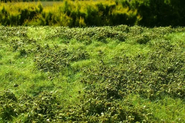 Albion Low Bushes F501 buisson miniature printemps