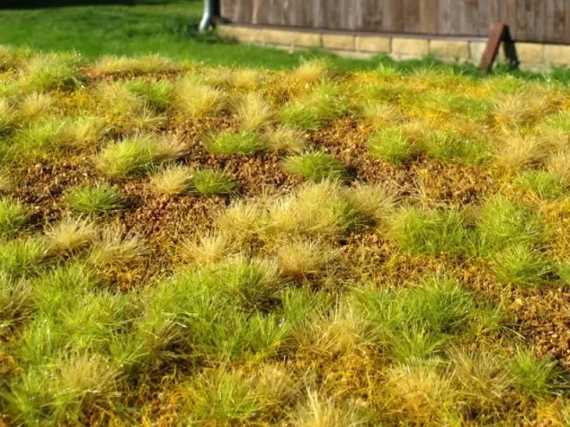Albion Steppe unwatered late summer décor miniature