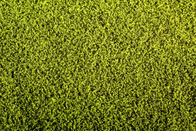 Albion F440 Alfalfa touffe herbe miniature