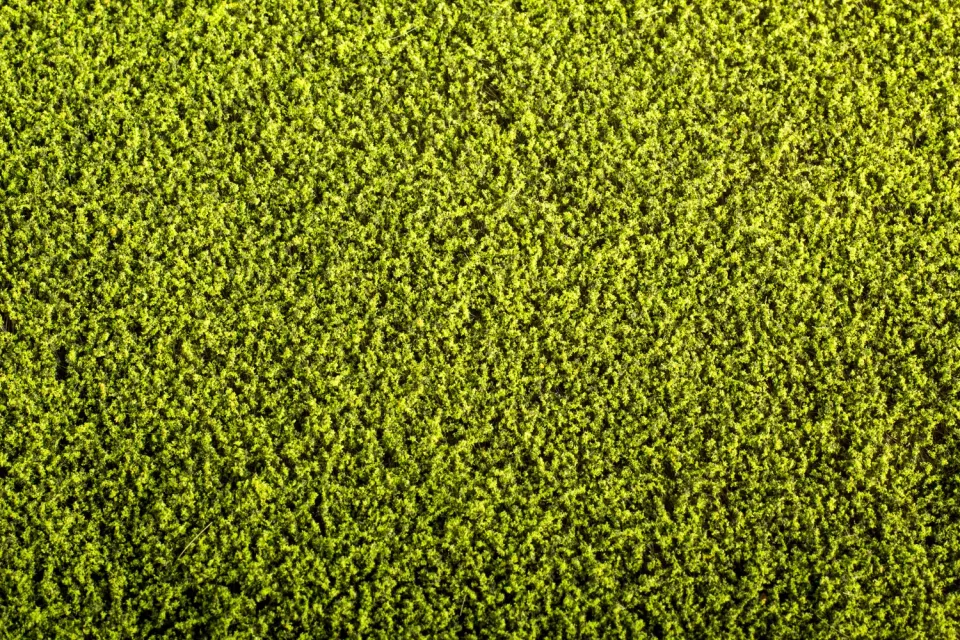 Albion F440 Alfalfa touffe herbe miniature
