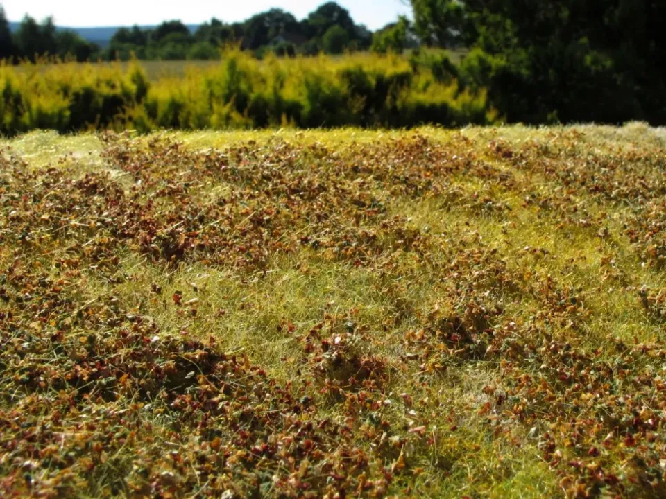 Albion Low bushes buissons bas couleur automne