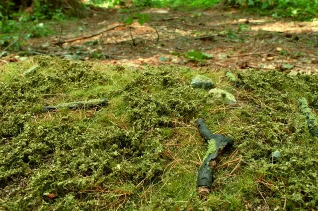 Albion Model Scene Forest base – spring base miniature 1 pièce forêt