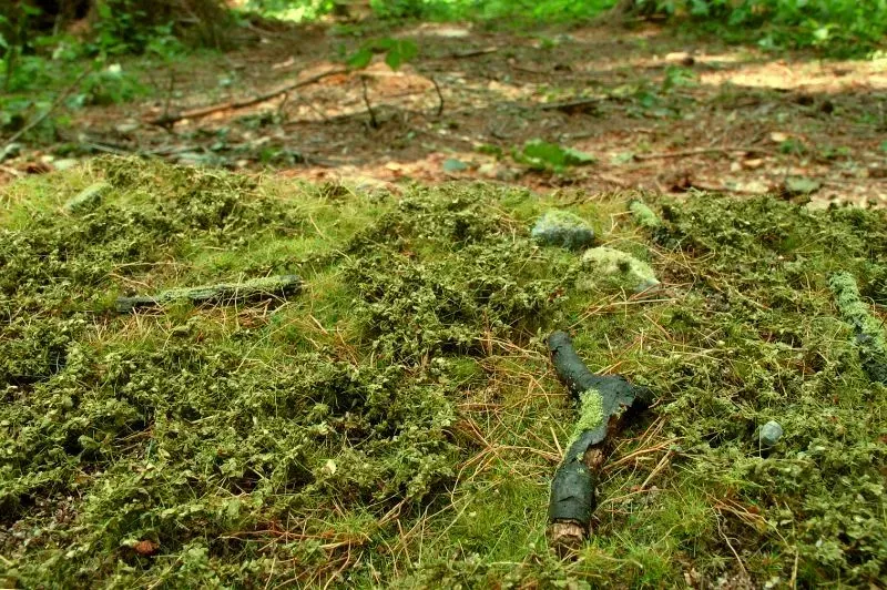 Albion Model Scene Forest base – spring base miniature 1 pièce forêt